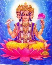 Brahma.jpg
